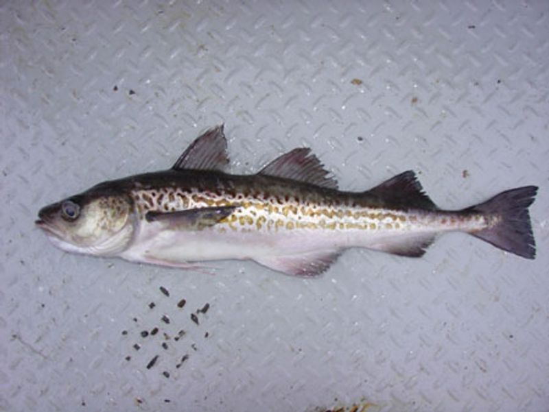 Alaska Pollock