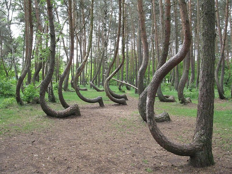 Crooked Forest, Poland