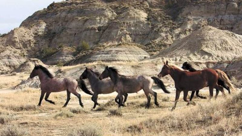 Wild Horse Herds