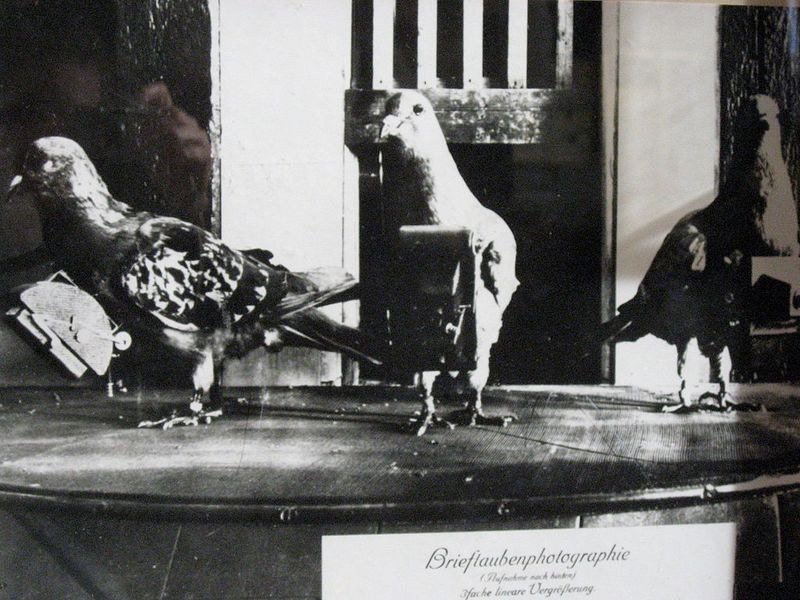 Pigeon Camera