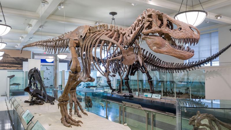 American Museum of Natural History