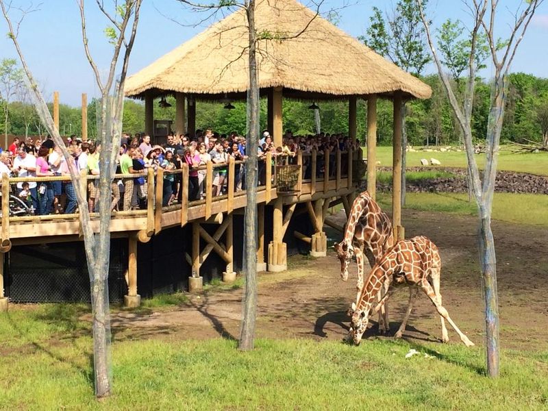 Columbus Zoo and Aquarium: Jack Hanna's Legacy of Excellence