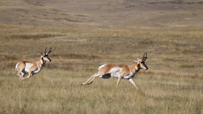 Pronghorn Antelope