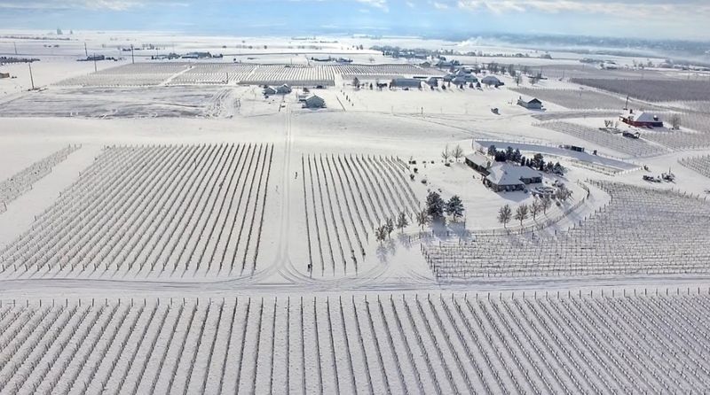 Yakima's Fruit Orchards in White