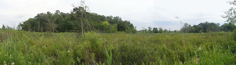 World-Class Birding At The Great Marsh & Longshore Tower