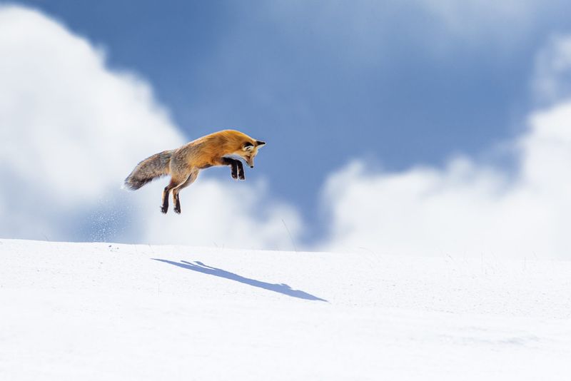 Red Fox