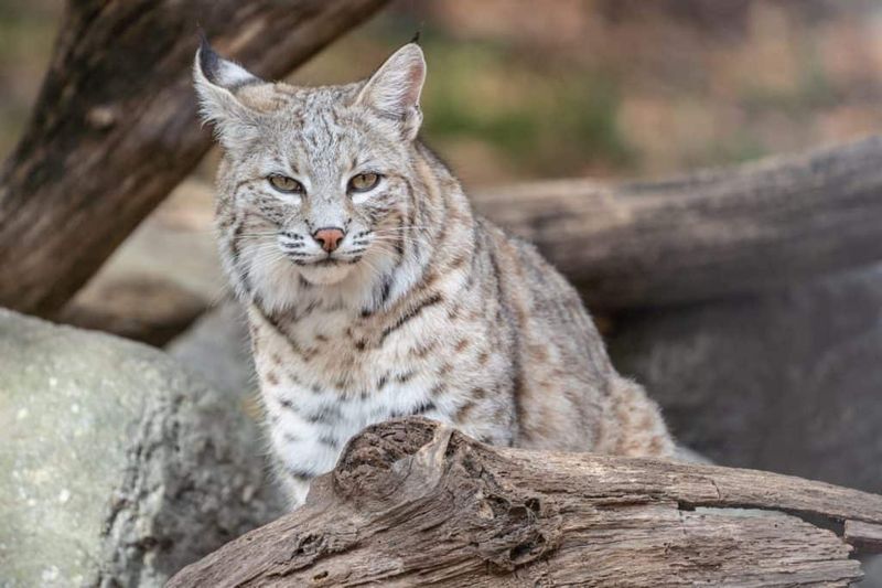 Bobcat