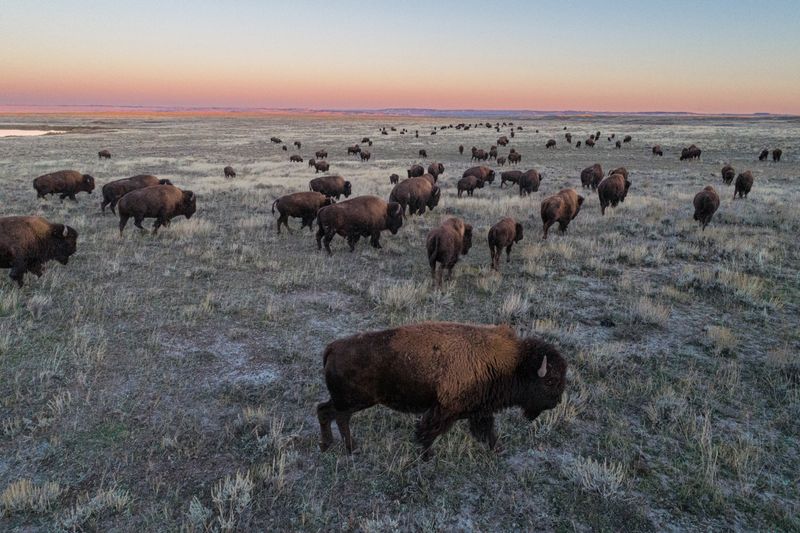 American Prairie Reserve, Montana