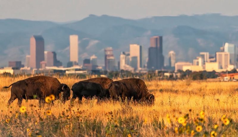 Rocky Mountain Arsenal National Wildlife Refuge, Colorado
