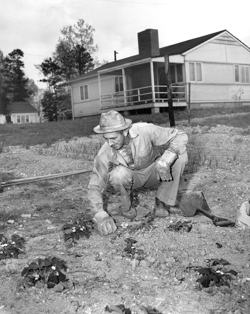 Victory Gardens During Wartime