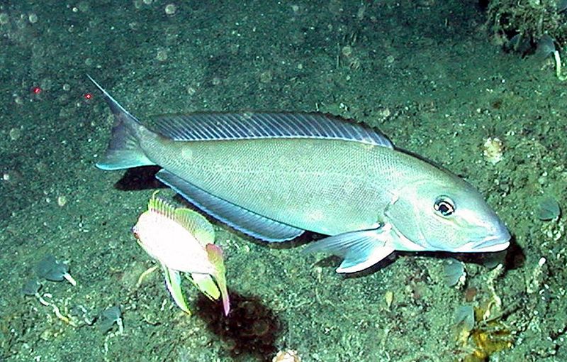 Tilefish (Great Northern/Blue)