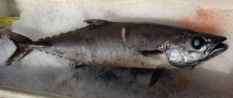 Escolar