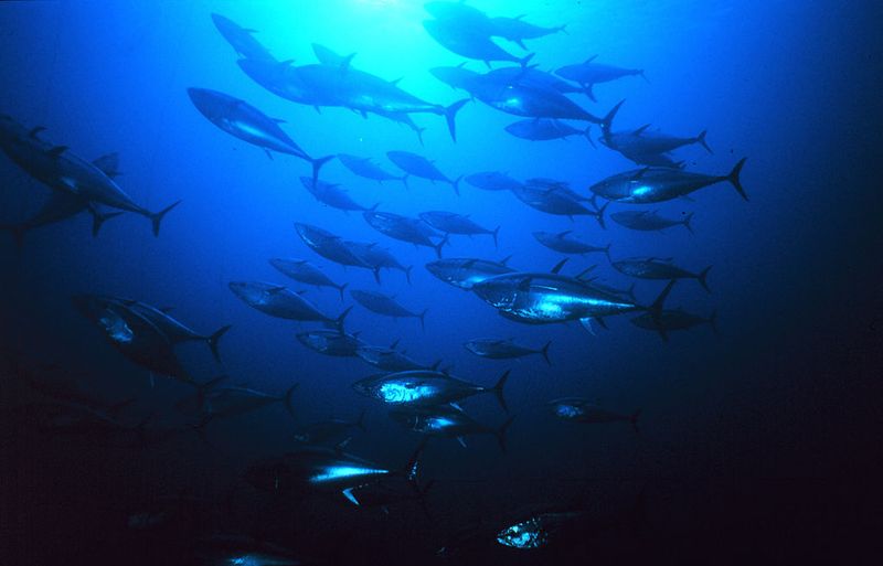 Atlantic Bluefin Tuna