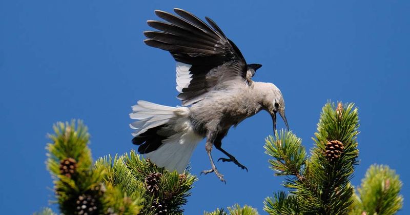 Clark's Nutcracker