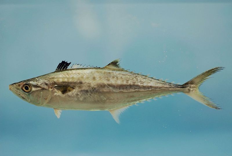 Ones To Be Cautious About: King Mackerel
