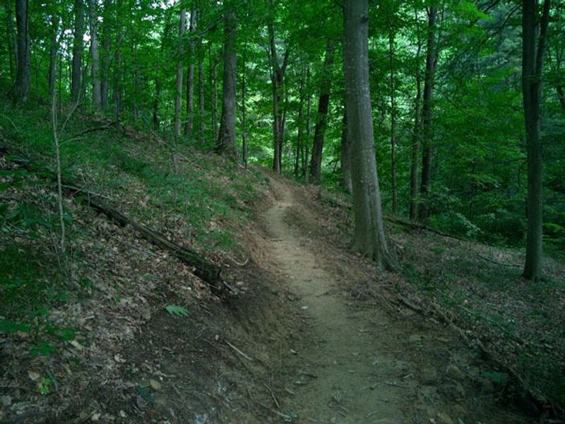 Hoosier National Forest Near Birdseye