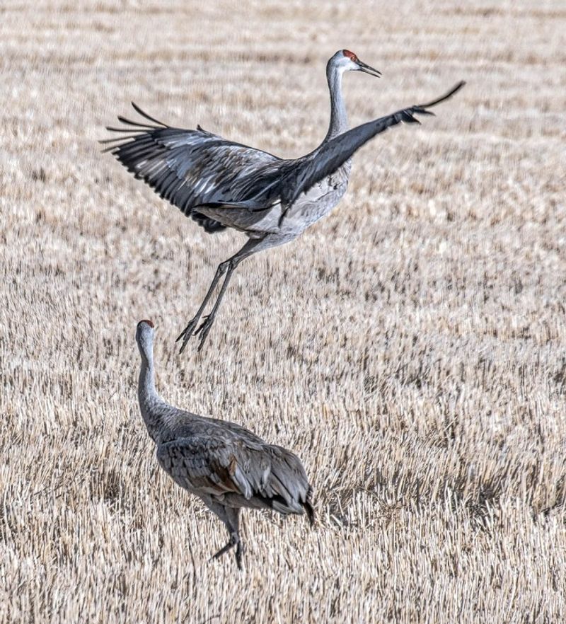 Sandhill Crane