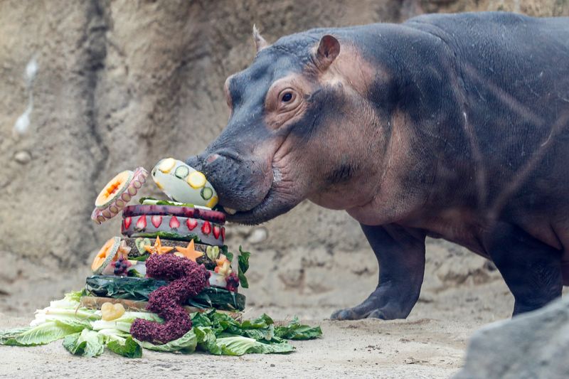 Cincinnati Zoo and Botanical Garden: Historic Home of Fiona