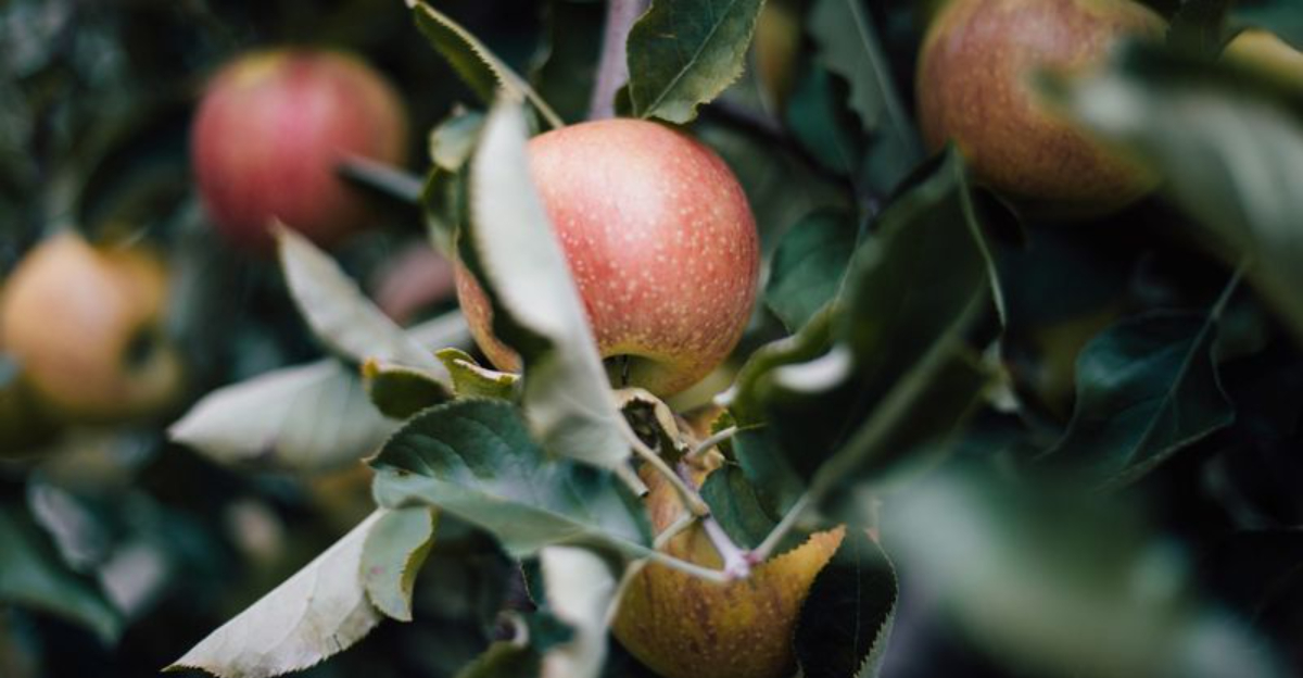 Pick Your Own Apples At This Beautiful Rural Maine Orchard
