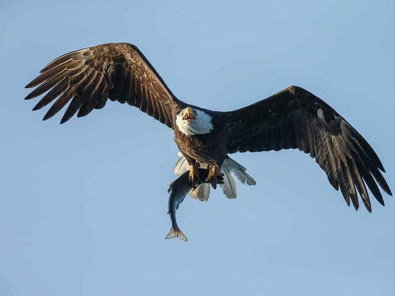 Bald Eagle