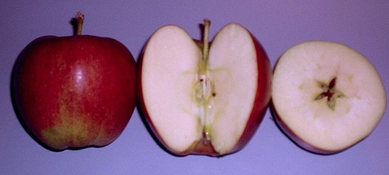 Braeburn