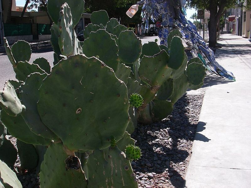 Nopales Appearing In Multiple Dishes