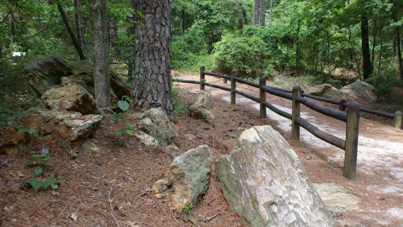 The Mississippi Petrified Forest