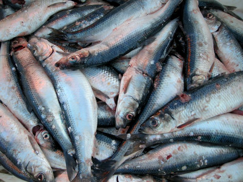 Herring