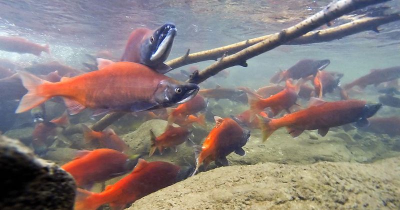 Kokanee Salmon