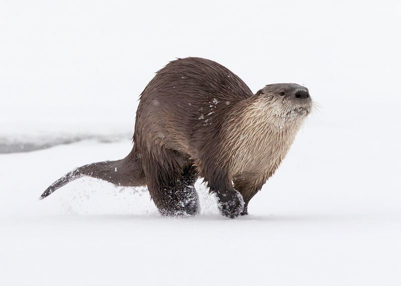River Otter
