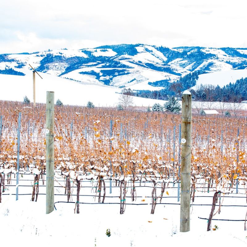 Kennewick's Snowy Vineyards