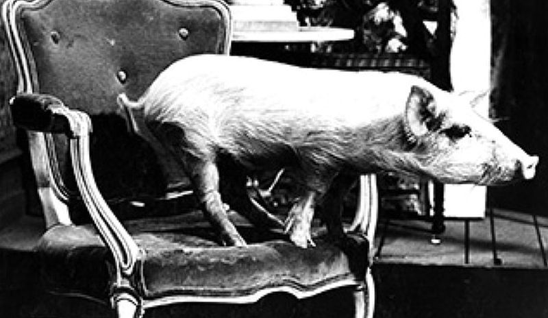 Arnold the Pig from Green Acres