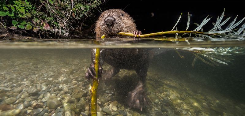 Beaver