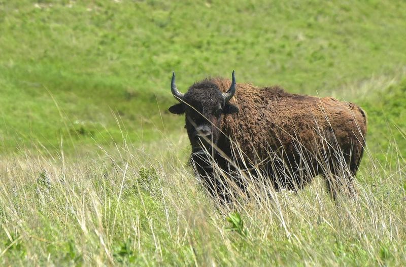 Tallgrass Prairie National Preserve, Kansas