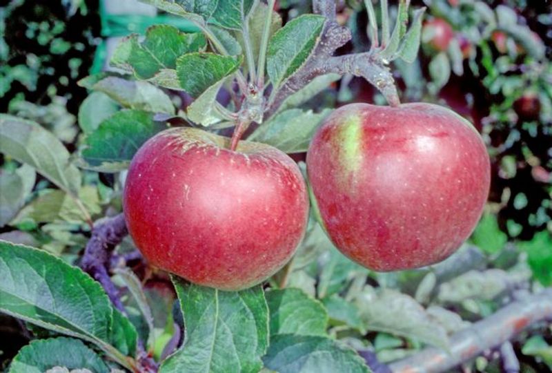 Winesap