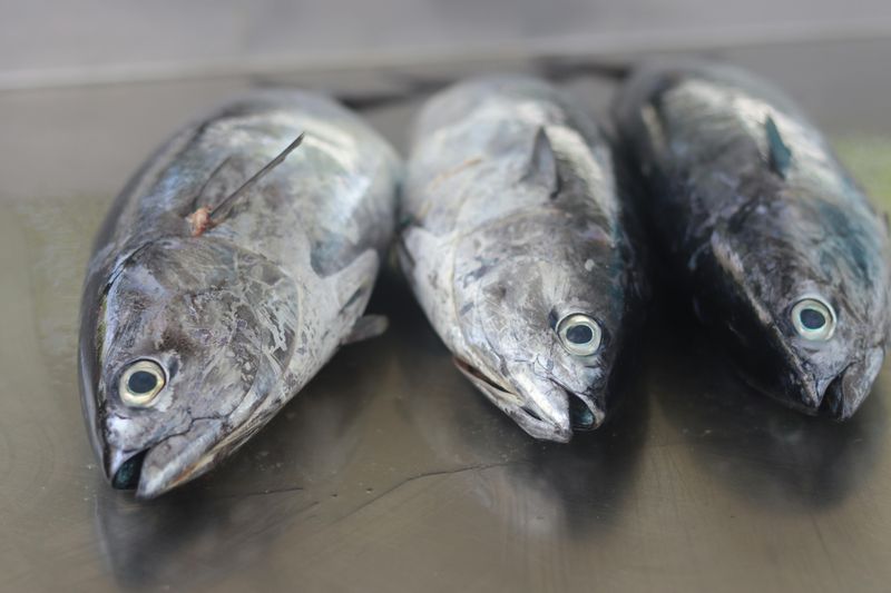 Mackerel
