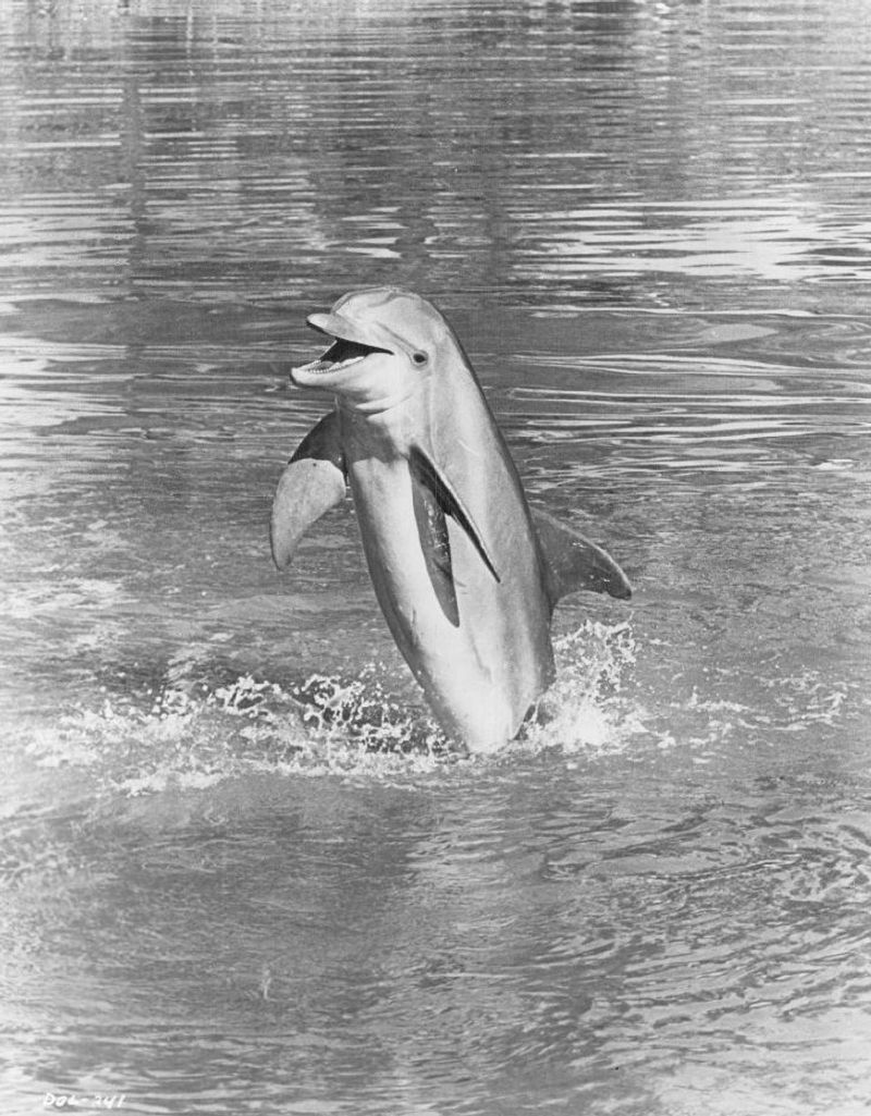 Flipper the Dolphin from Flipper