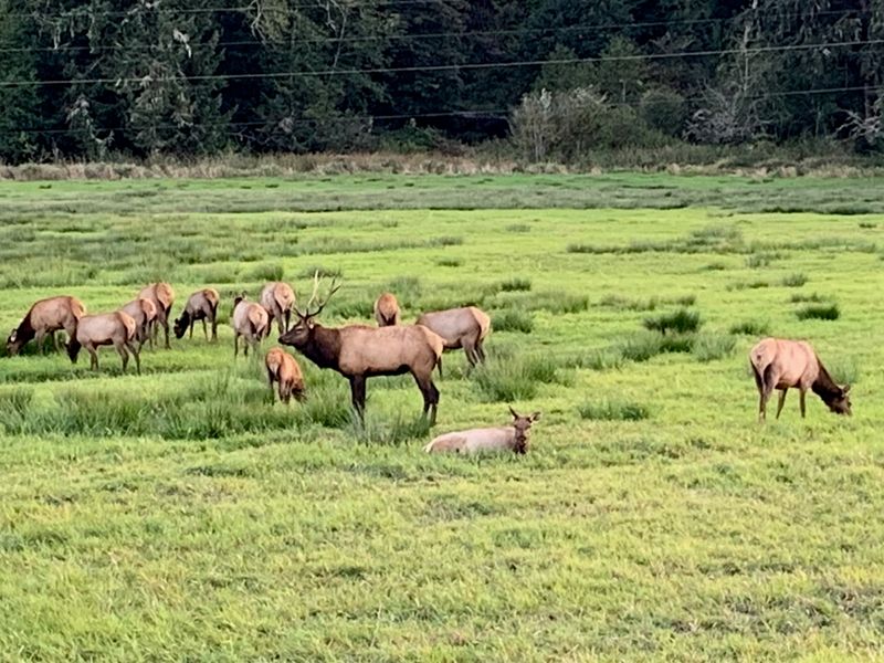 Wildlife Around Every Corner