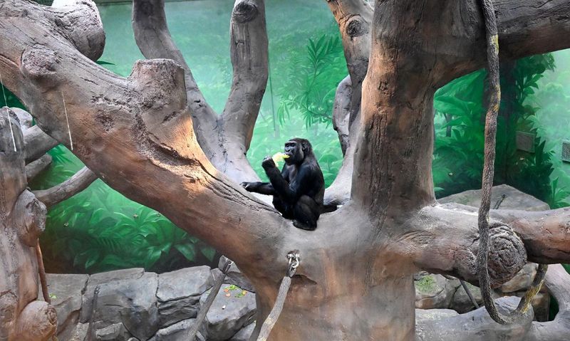 Brookfield Zoo: Chicago's Suburban Safari