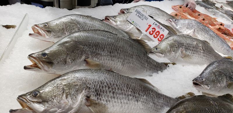 Barramundi