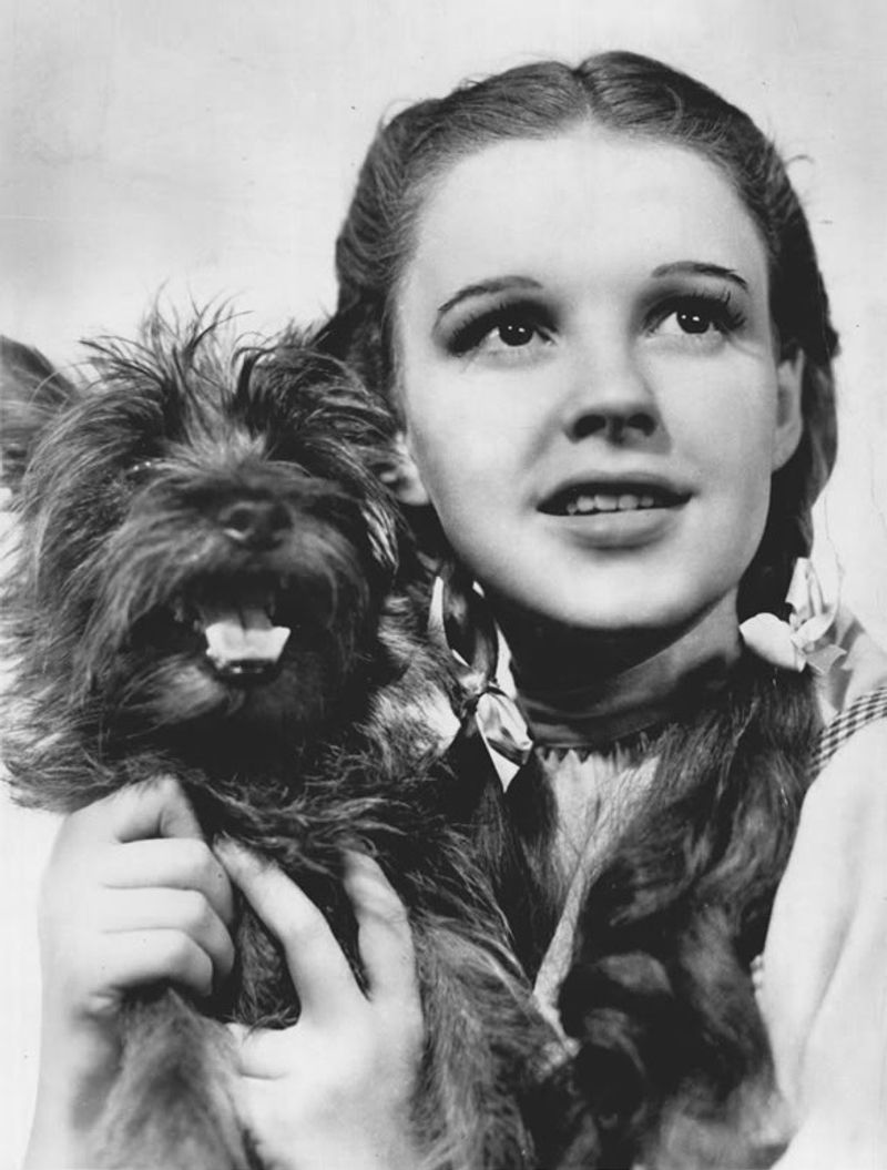 Toto from The Wizard of Oz TV Specials