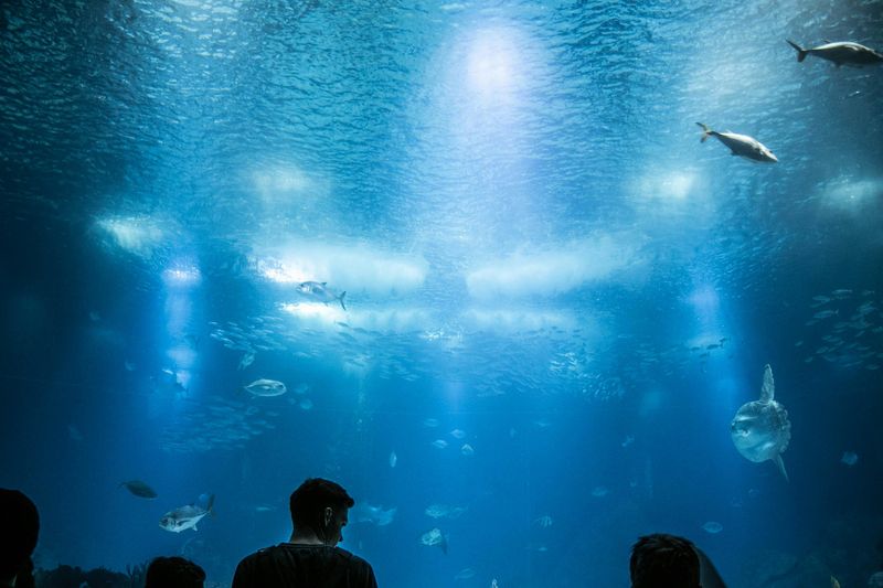 Dropped Into Gulfarium Marine Adventure Park