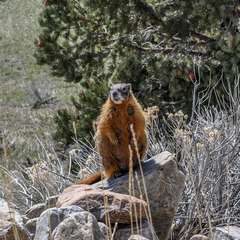 Yellow-bellied Marmot