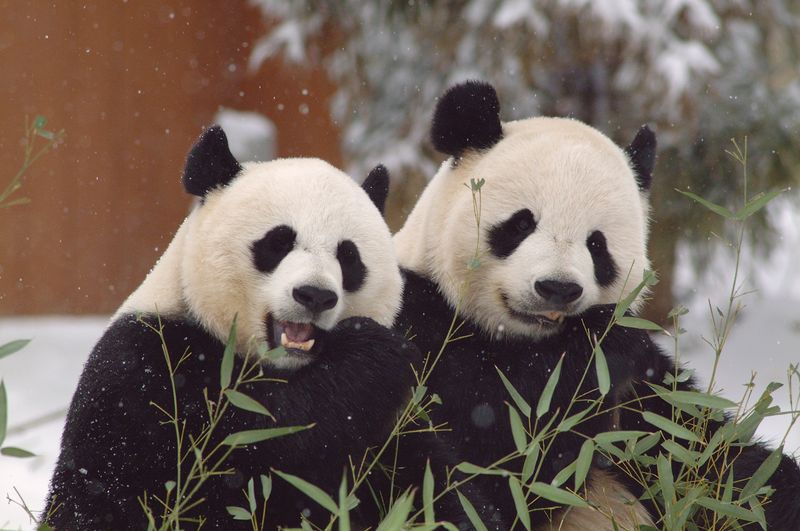 Smithsonian's National Zoo: Washington DC's Living Treasure