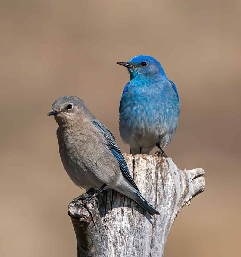 Mountain Bluebird