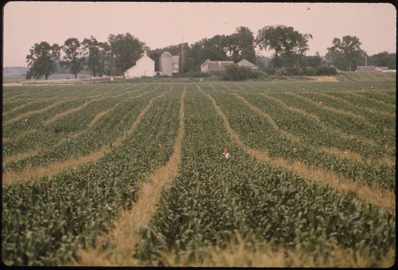 Barely Visible In The Rows