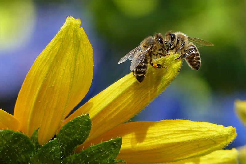 Killer Bees Taking Over