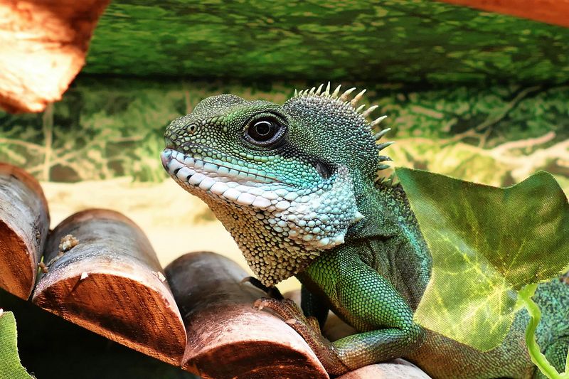 Keep Exotic Pets Without Permits