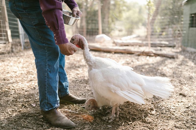 Turkeys Were Almost America's National Bird
