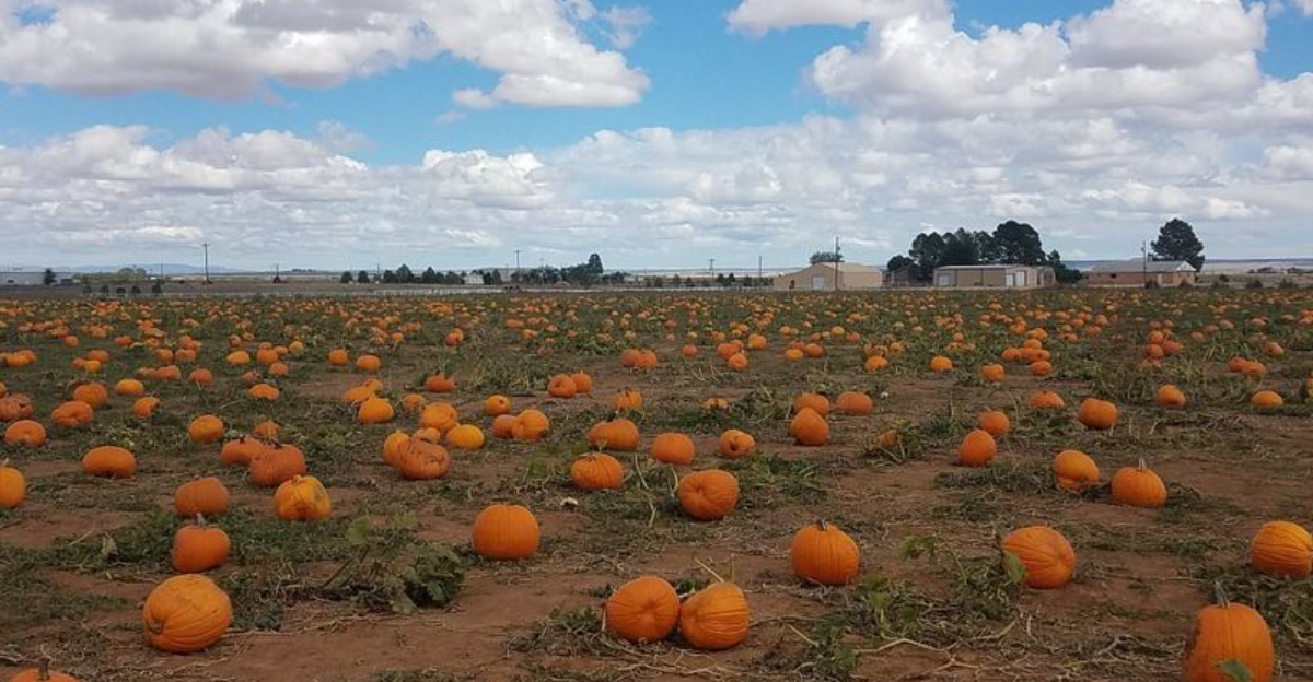 The Largest Pumpkin Patch In New Mexico Is An Essential Fall Day Trip
